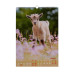 Календар настінний 2027 р., А3, 1 пружина, Cute goat
